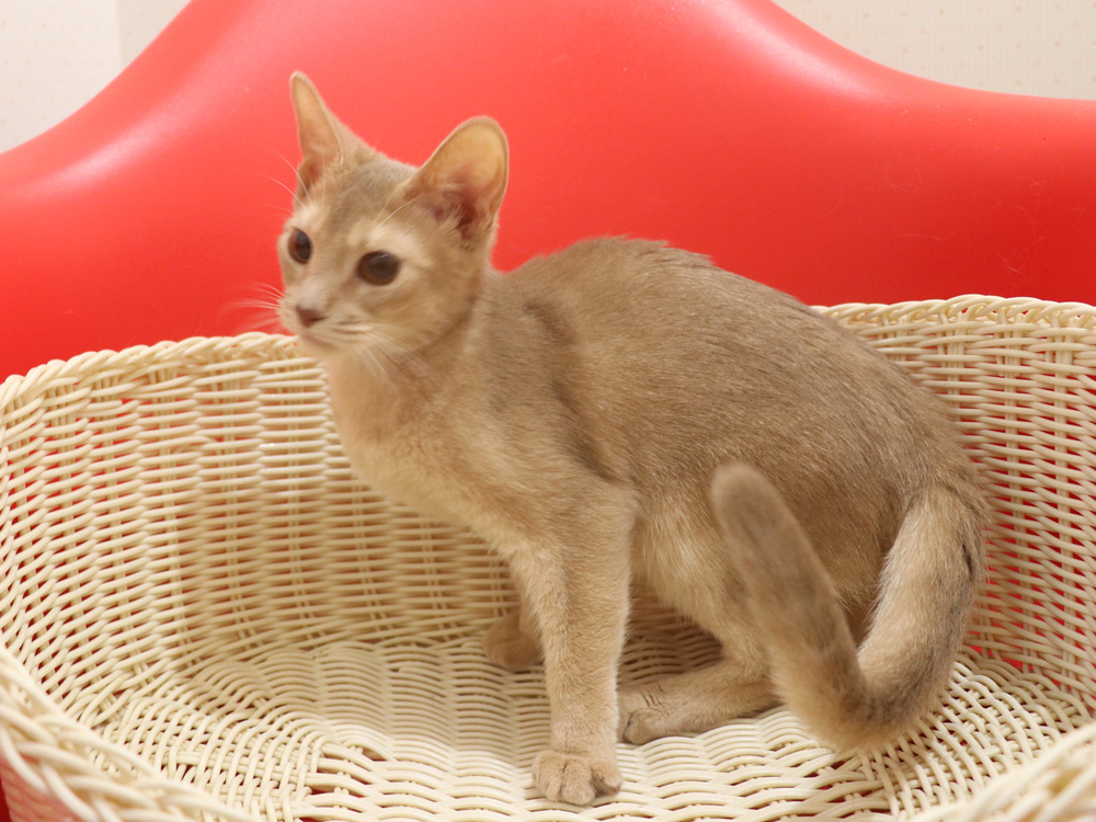 アビシニアンの子猫画像