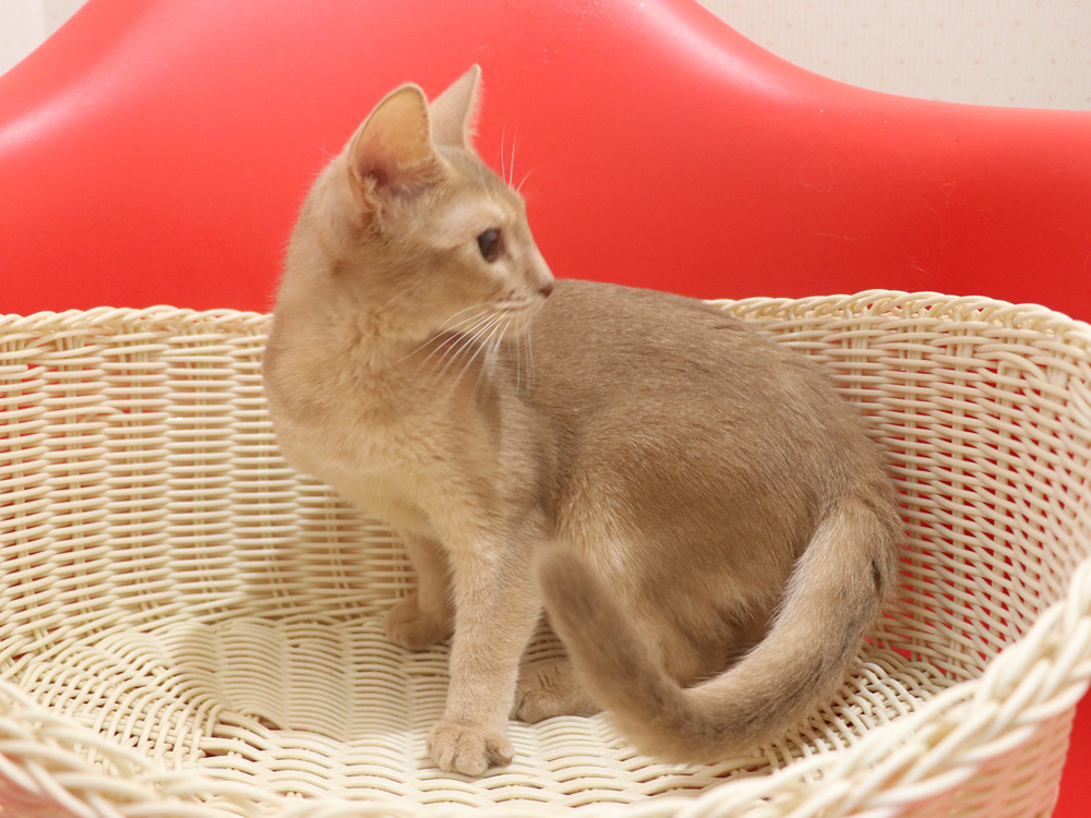 アビシニアンの子猫画像