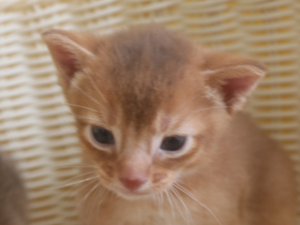 アビシニアンの子猫画像