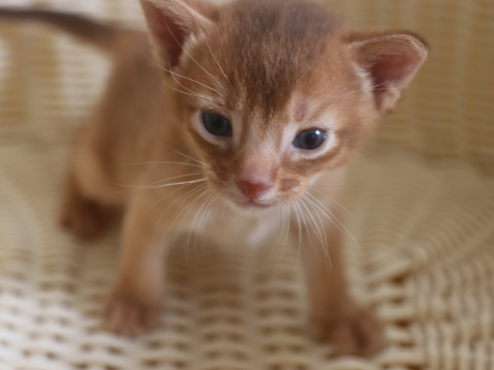 アビシニアンの子猫画像