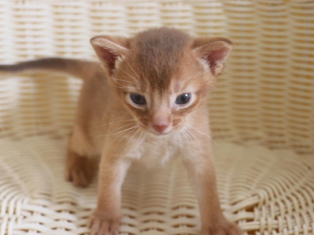 アビシニアンの子猫画像