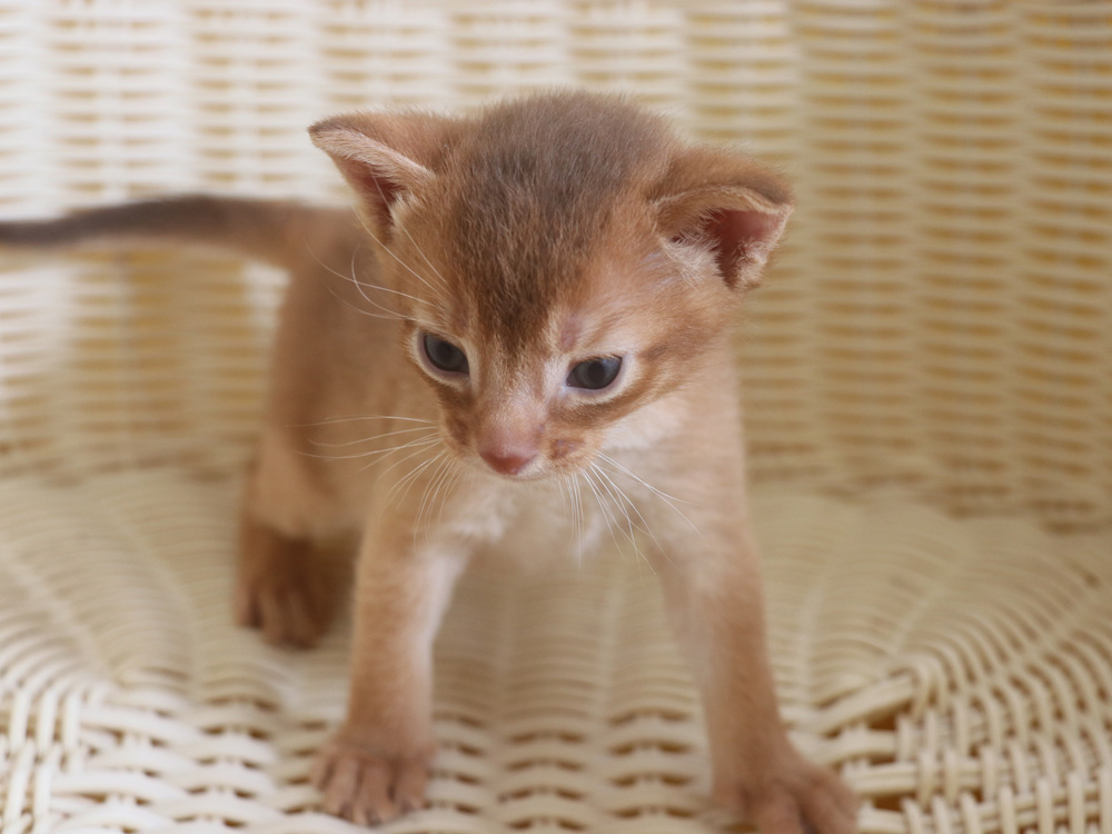 アビシニアンの子猫画像