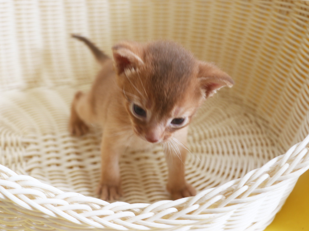 アビシニアンの子猫画像