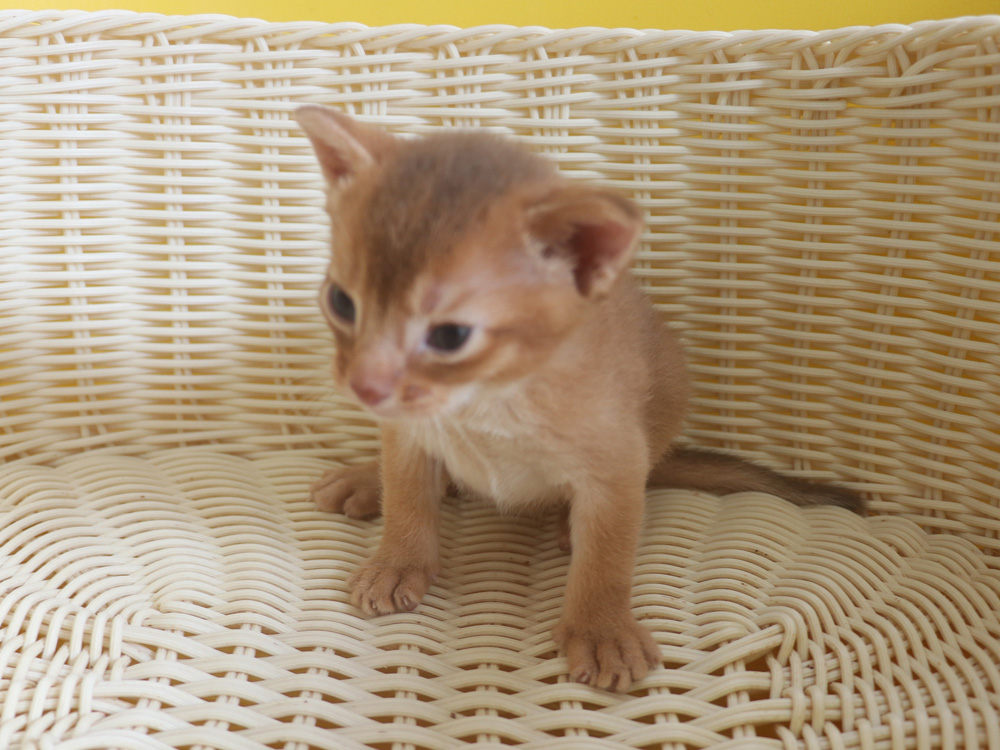 アビシニアンの子猫画像
