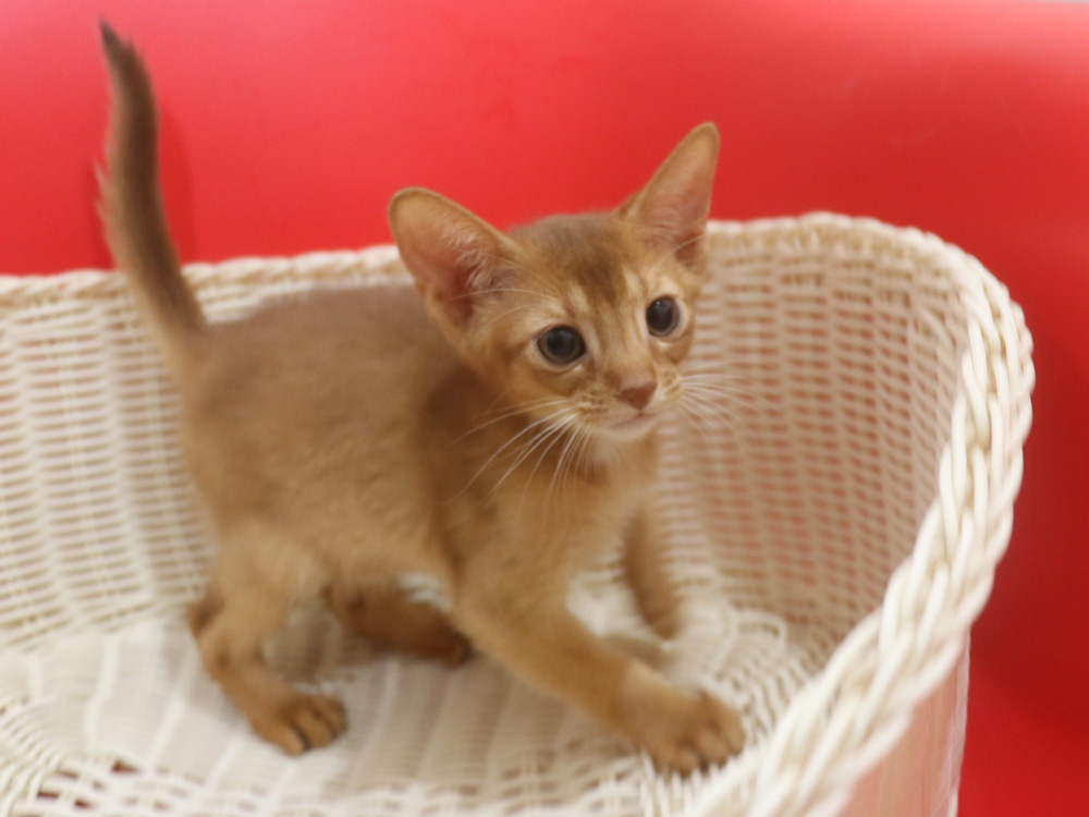 アビシニアンの子猫画像