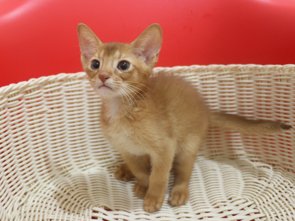 アビシニアンの子猫画像