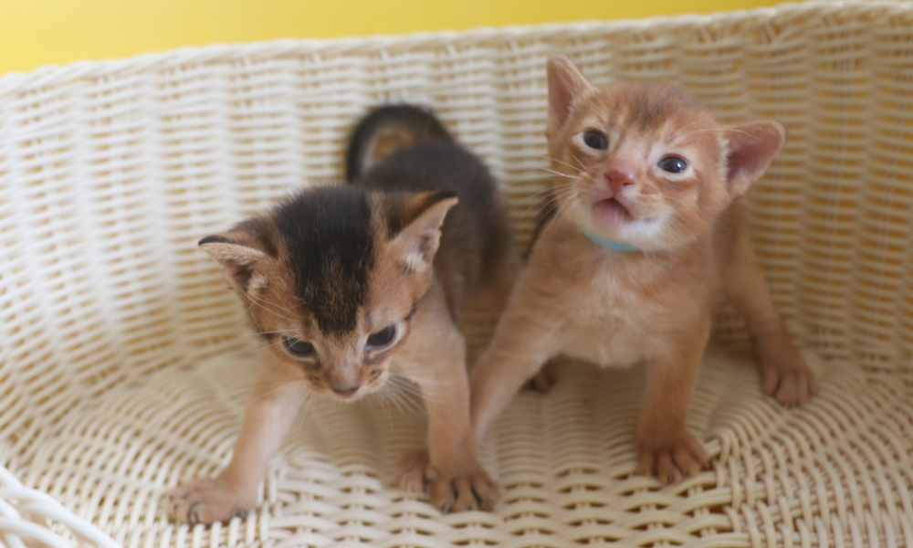 アビシニアンの子猫画像