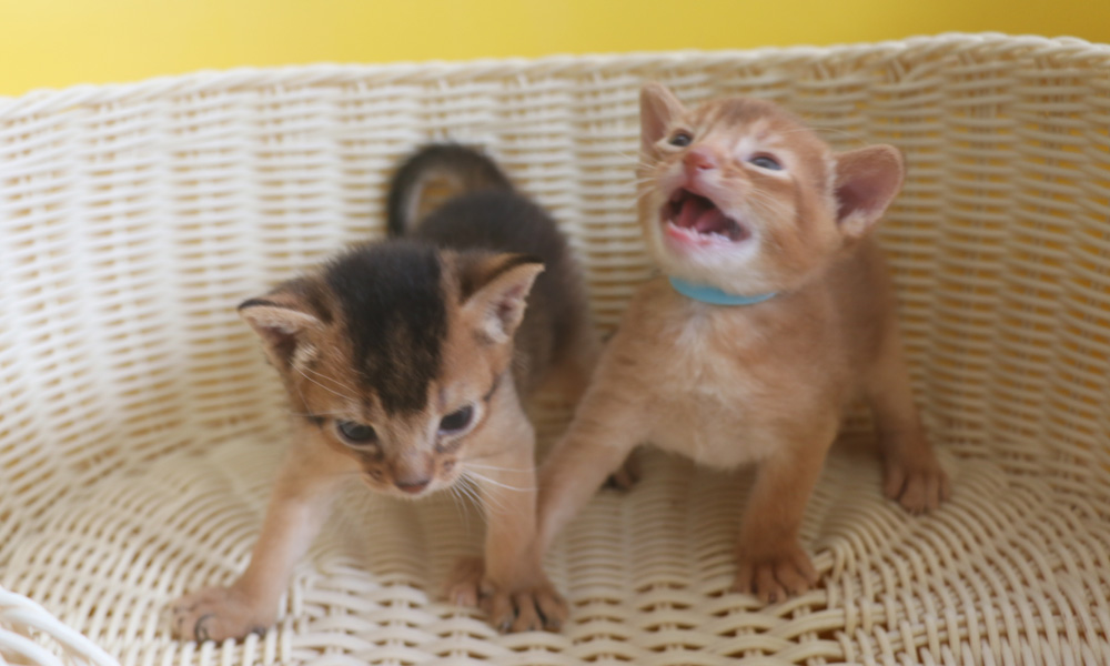 アビシニアンの子猫画像