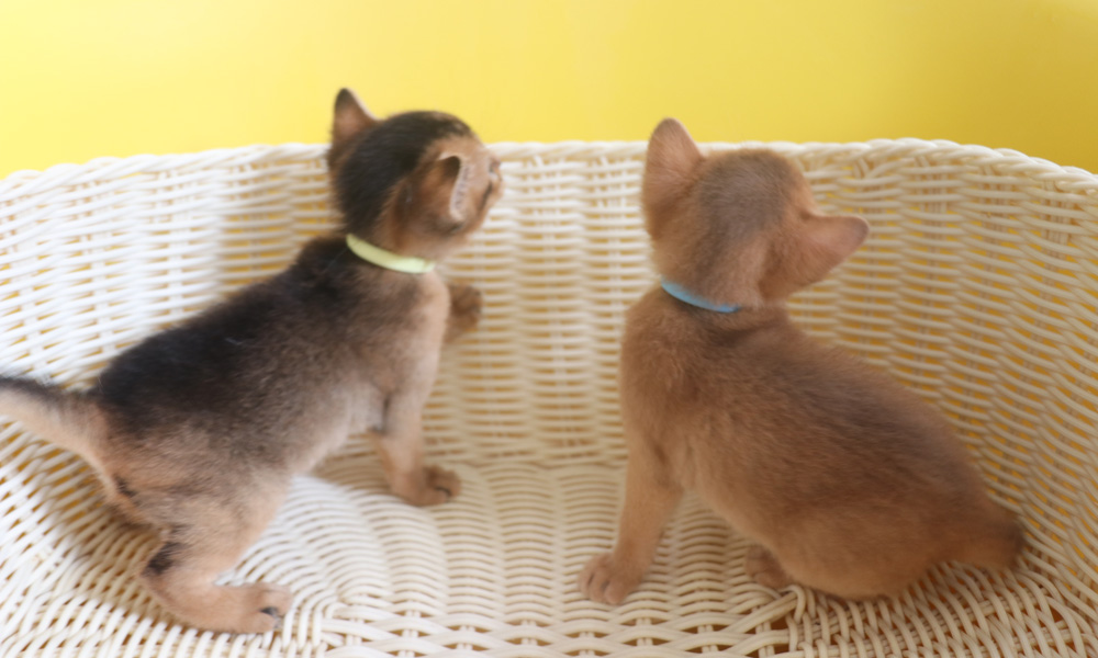 アビシニアンの子猫画像