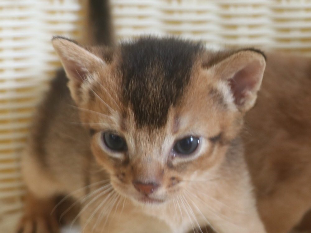 アビシニアンの子猫画像