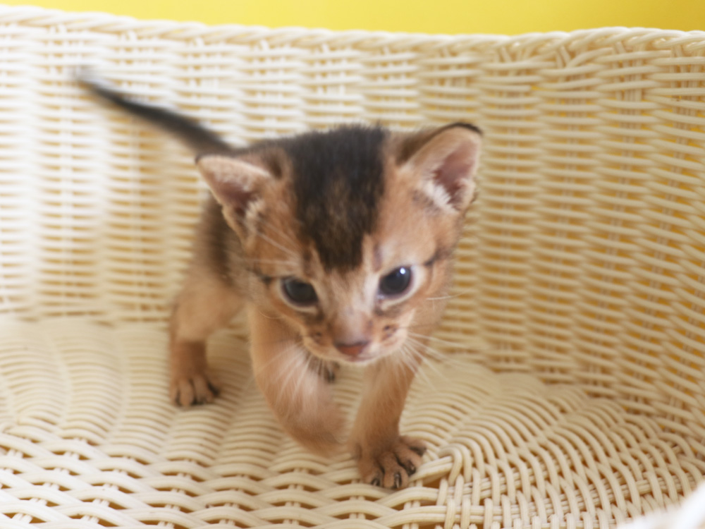 アビシニアンの子猫画像