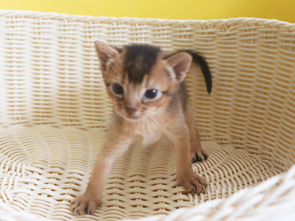 アビシニアンの子猫画像