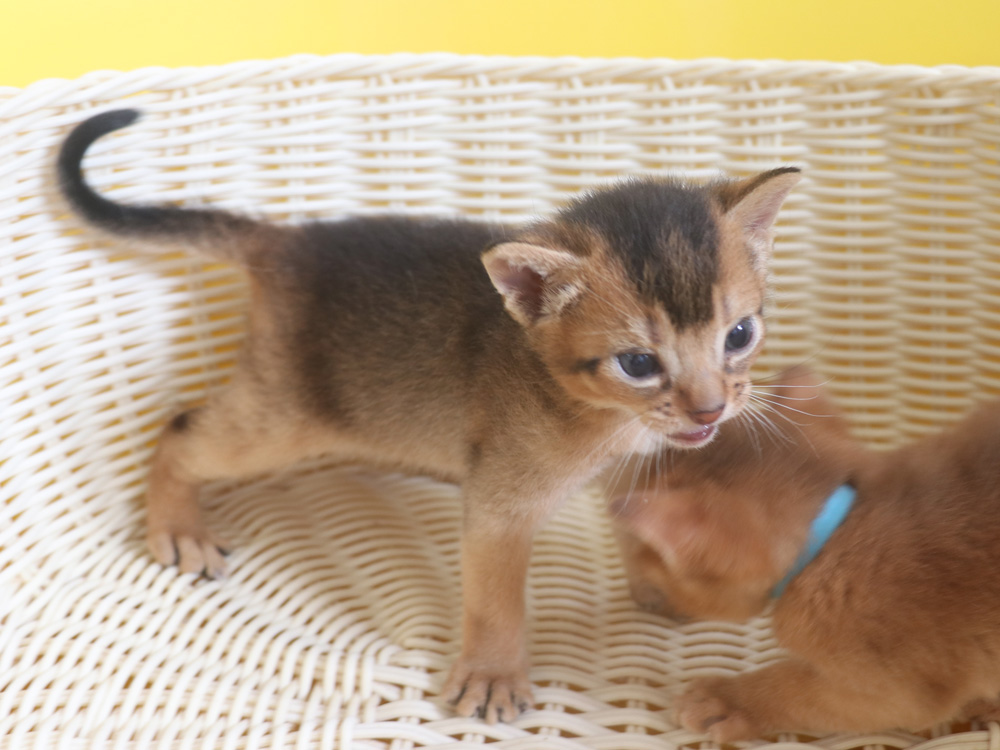 アビシニアンの子猫画像