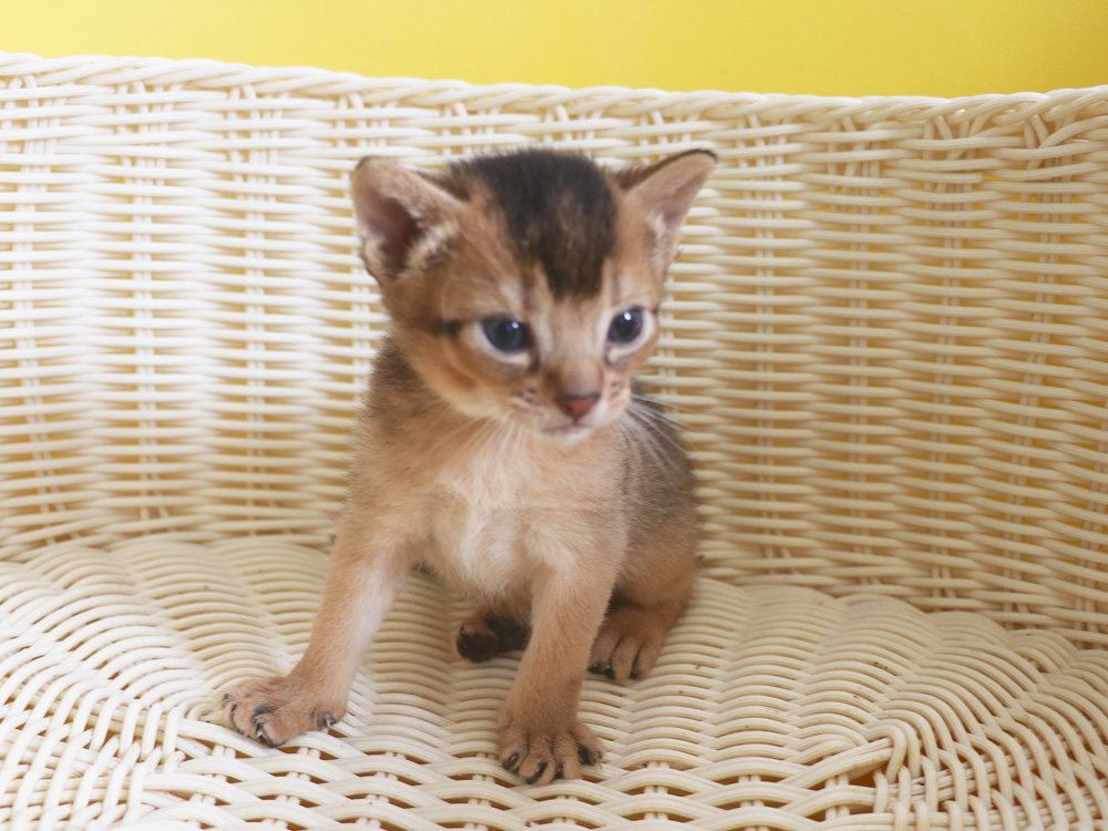アビシニアンの子猫画像