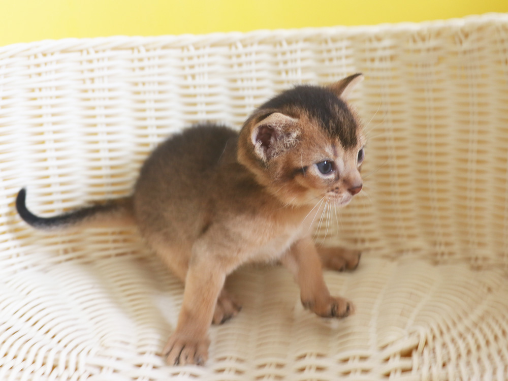 アビシニアンの子猫画像