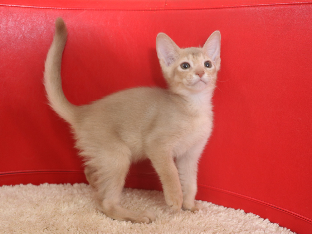 アビシニアンの子猫画像