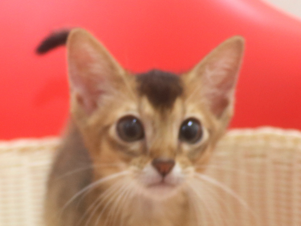 アビシニアンの子猫画像