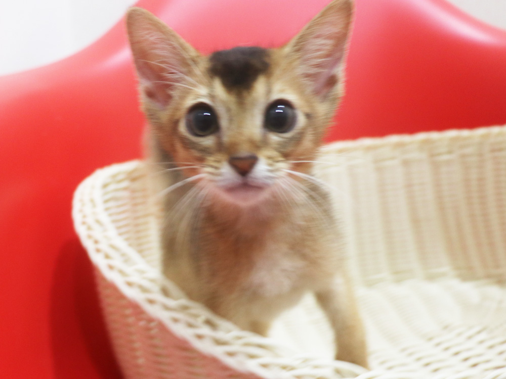 アビシニアンの子猫画像