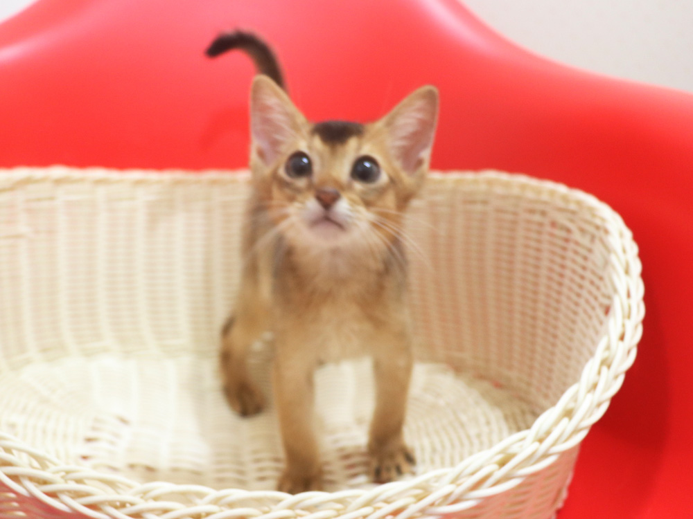 アビシニアンの子猫画像