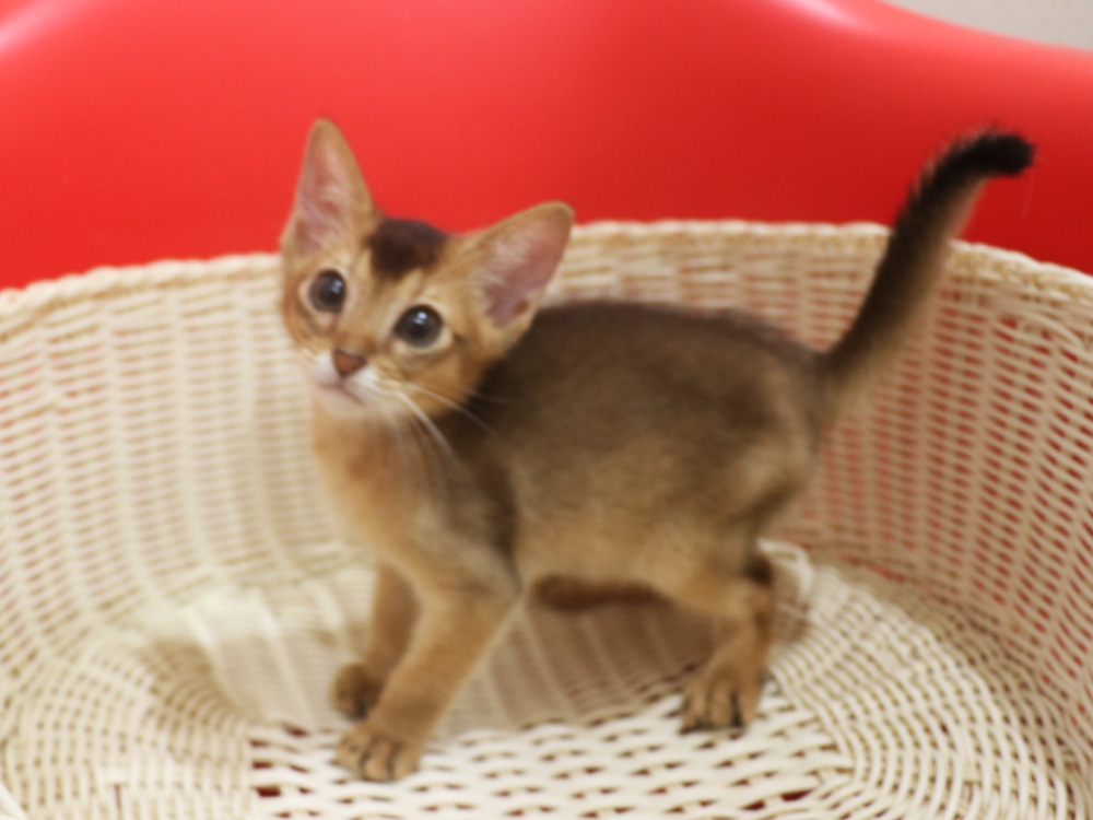 アビシニアンの子猫画像