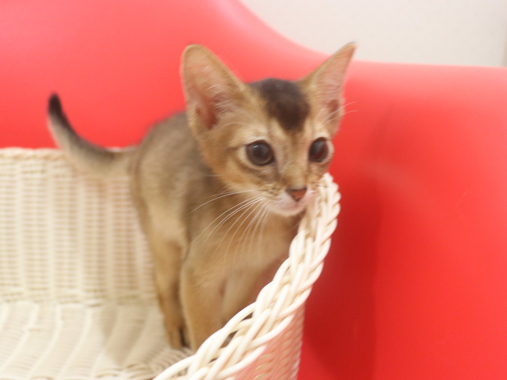 アビシニアンの子猫画像