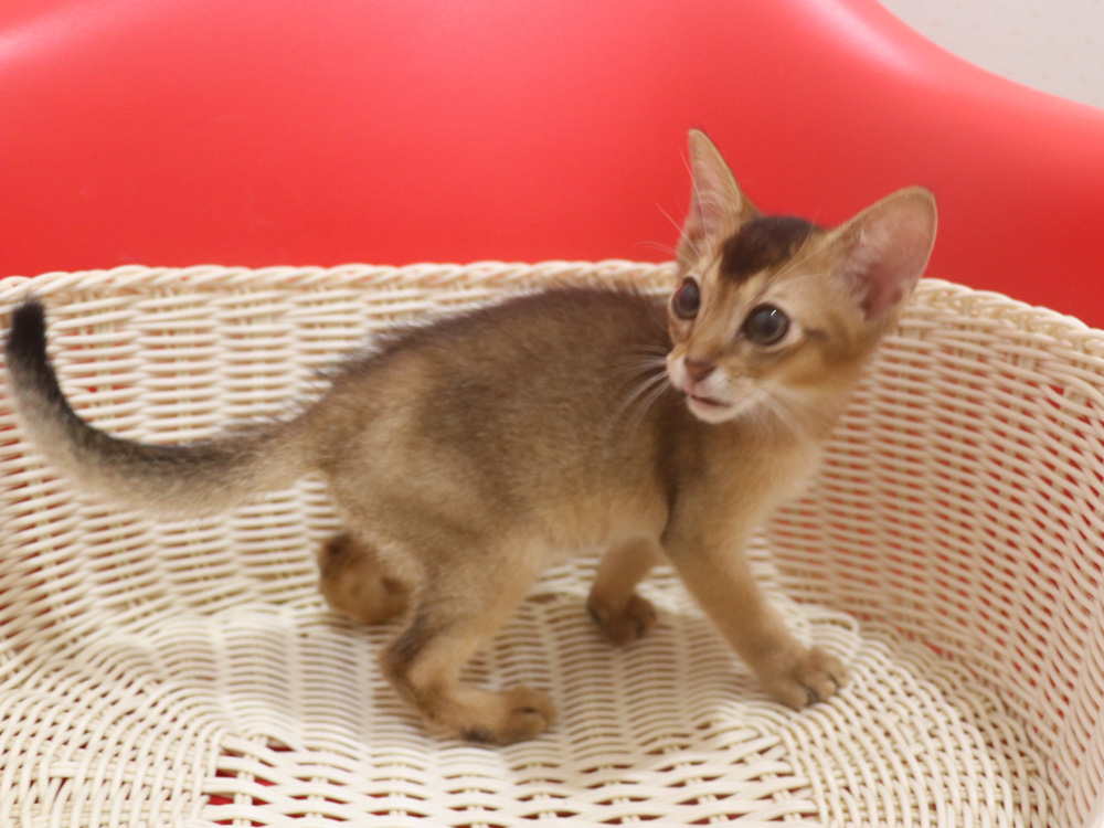 アビシニアンの子猫画像