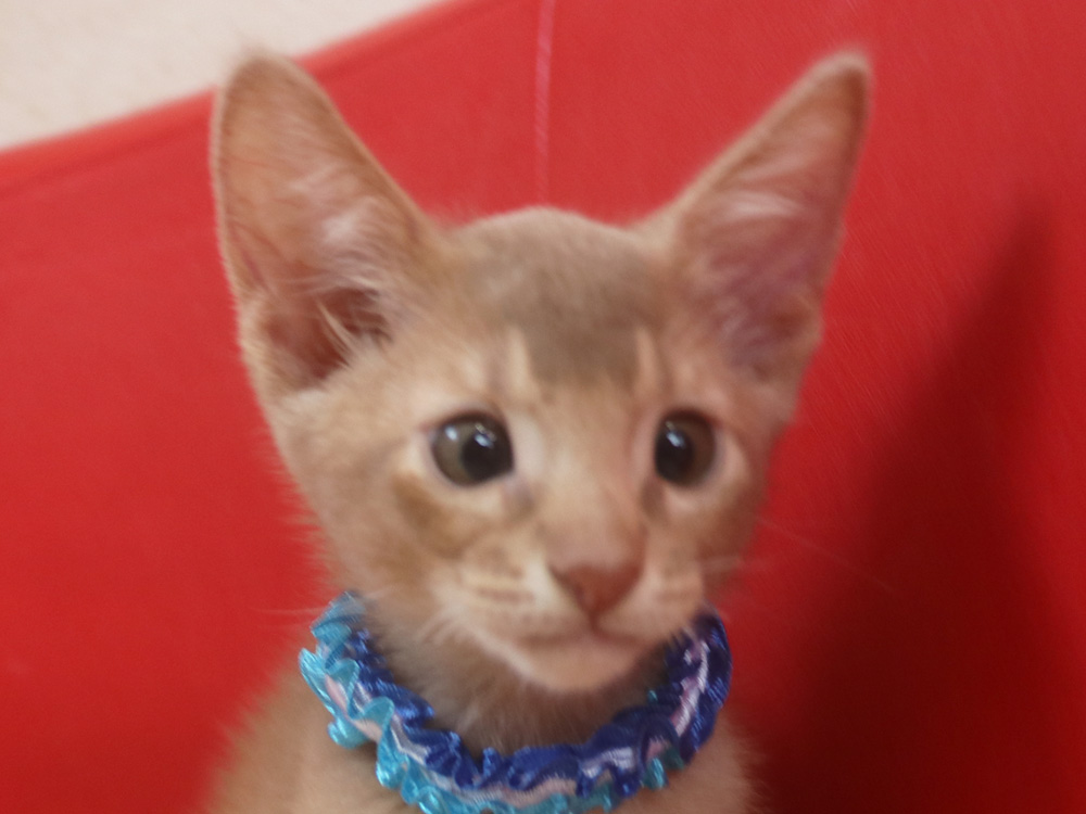 アビシニアンの子猫画像