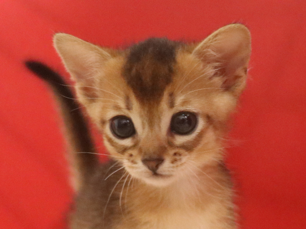 アビシニアンの子猫画像
