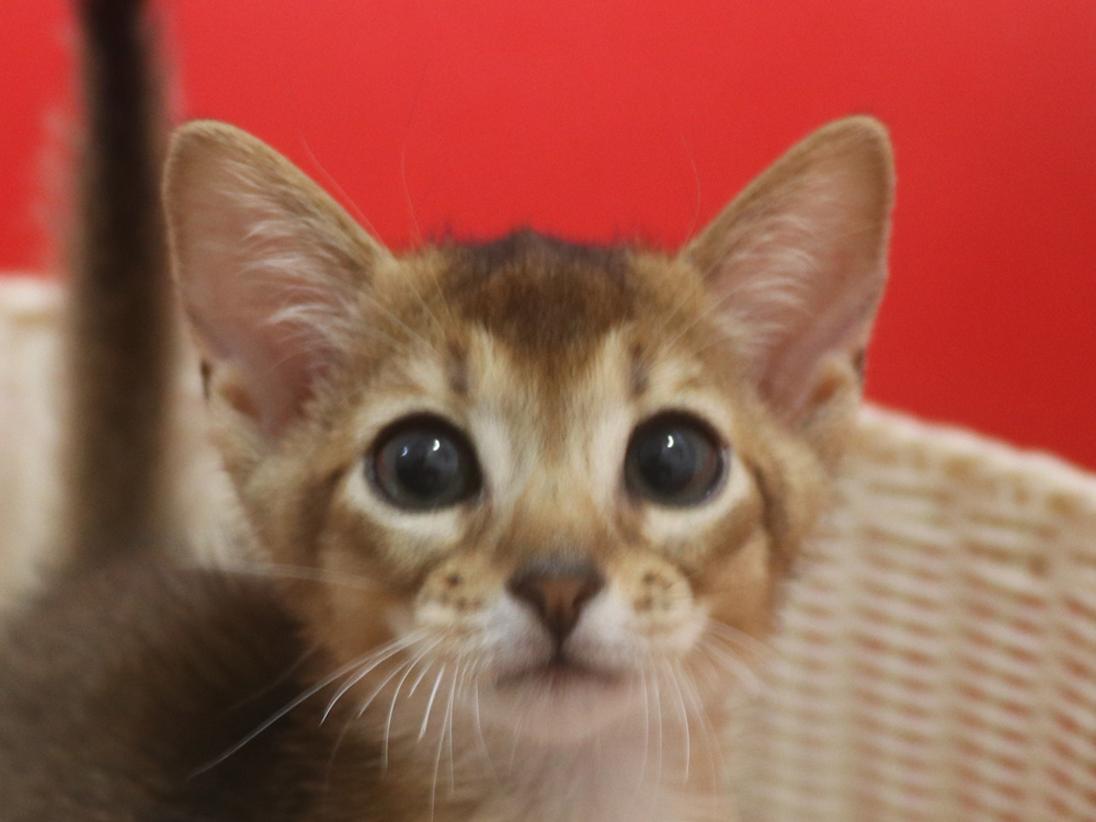 アビシニアンの子猫画像