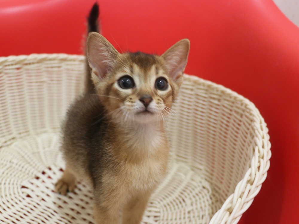 アビシニアンの子猫画像