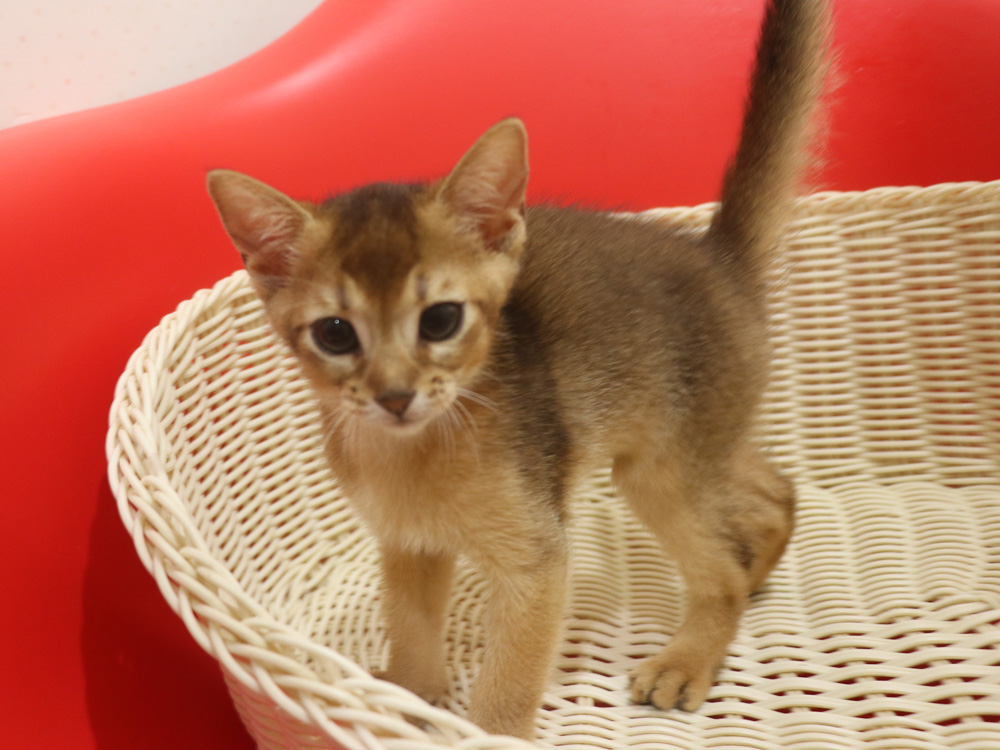 アビシニアンの子猫画像