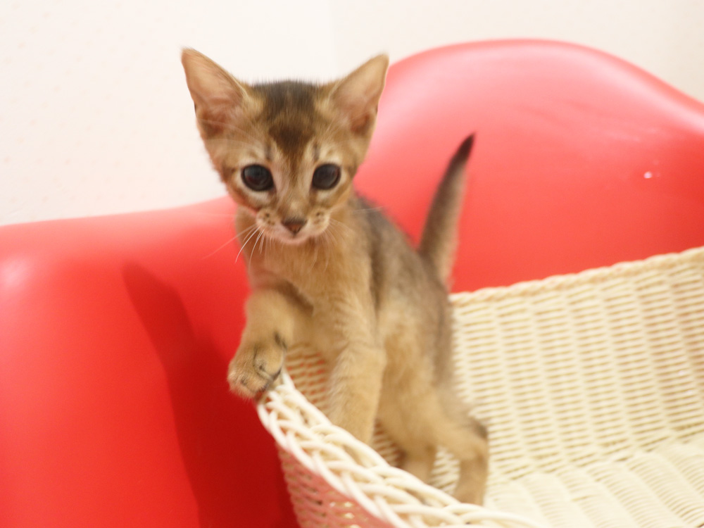 アビシニアンの子猫画像