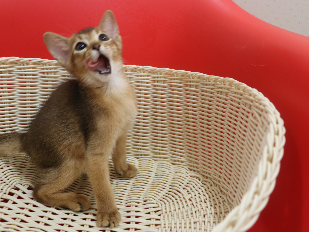 アビシニアンの子猫画像