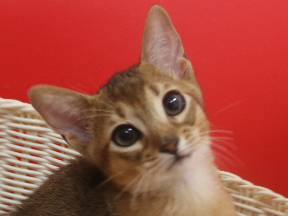 アビシニアンの子猫画像