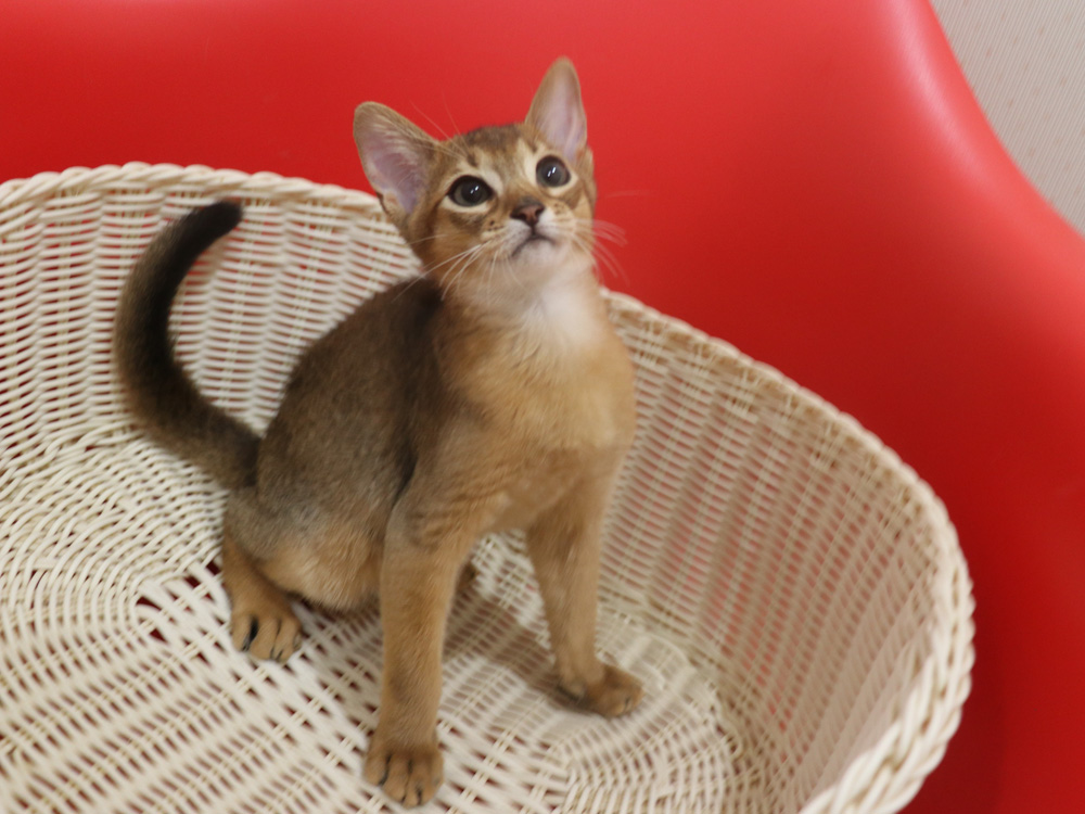 アビシニアンの子猫画像