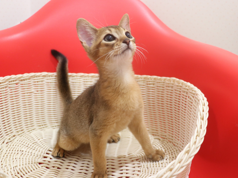 アビシニアンの子猫画像