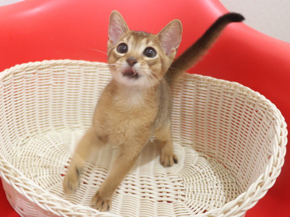 アビシニアンの子猫画像