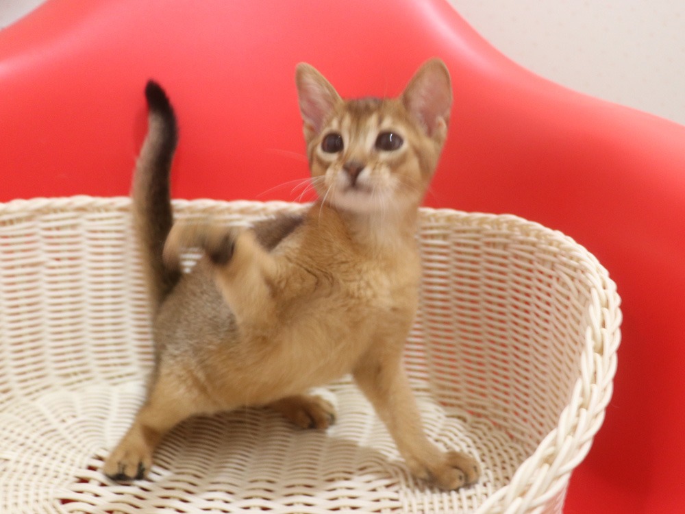 アビシニアンの子猫画像