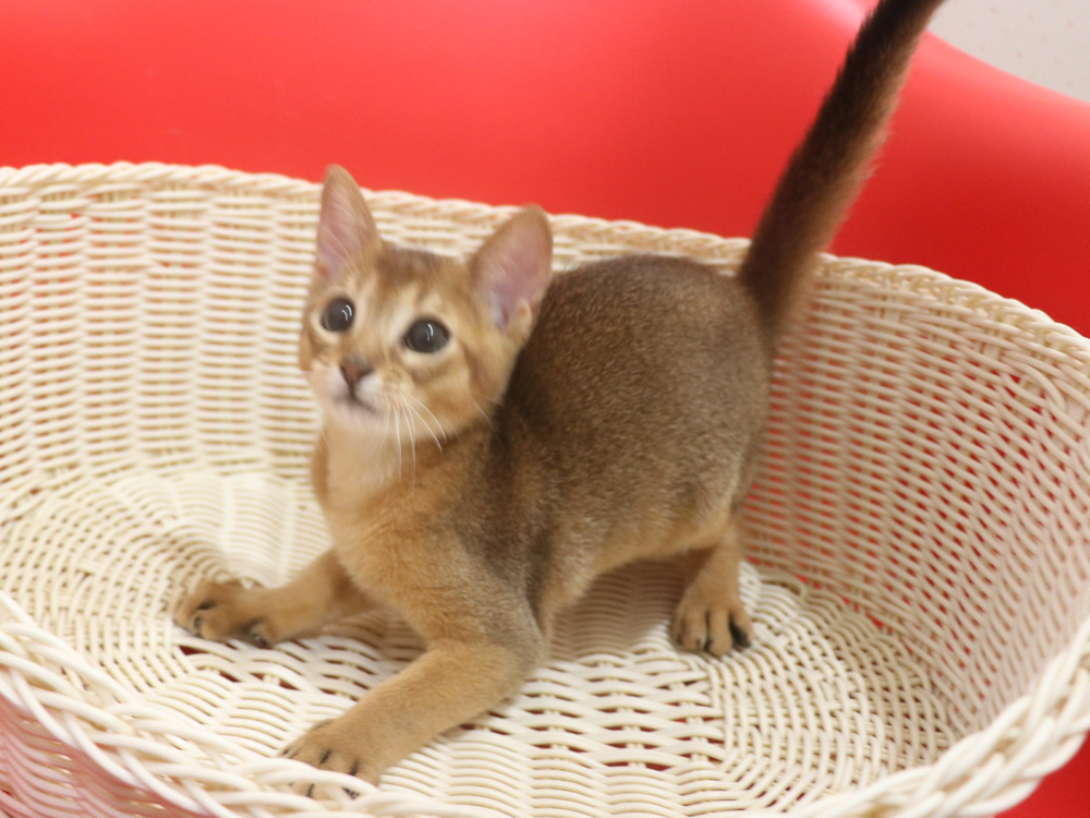 アビシニアンの子猫画像