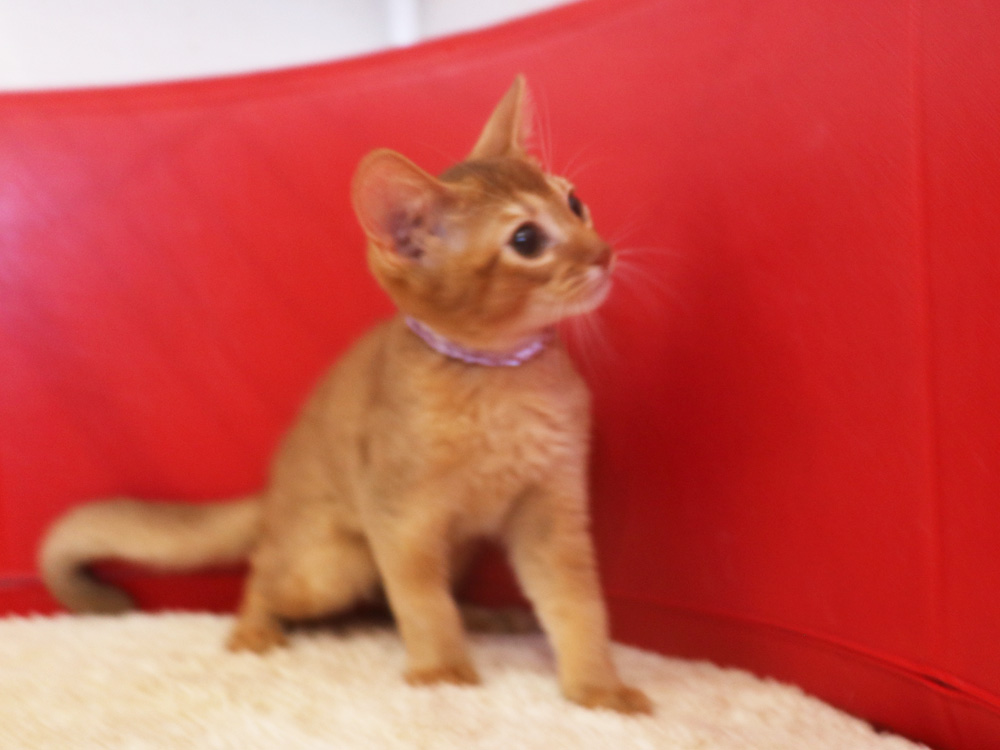 アビシニアンの子猫画像