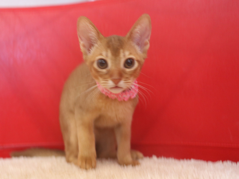 アビシニアンの子猫画像