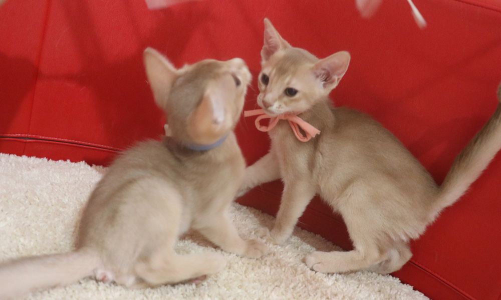 アビシニアンの子猫画像