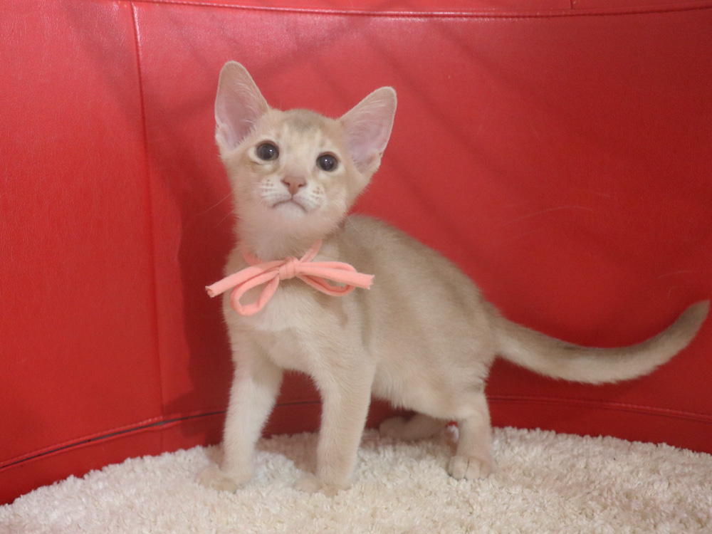 アビシニアンの子猫画像
