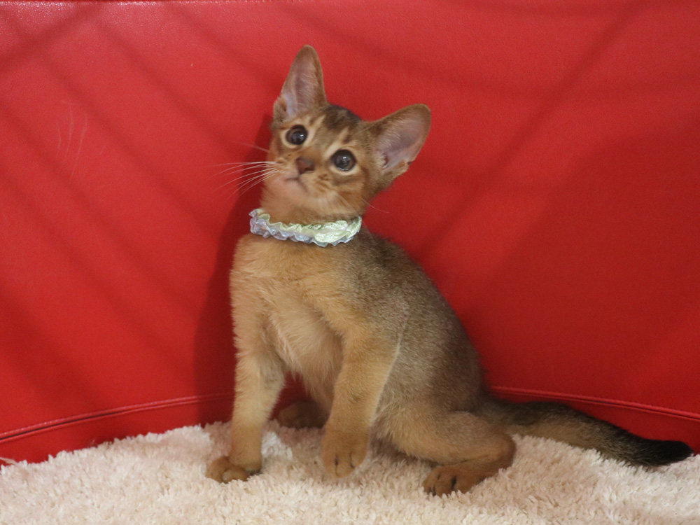 アビシニアンの子猫画像