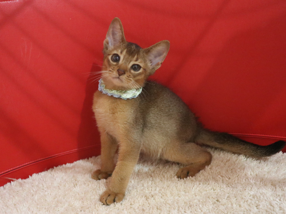アビシニアンの子猫画像