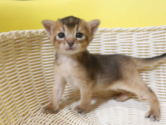 アビシニアンの子猫画像