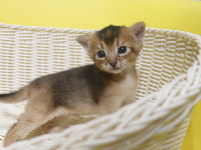 アビシニアンの子猫画像
