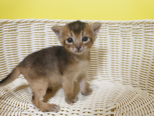 アビシニアンの子猫画像