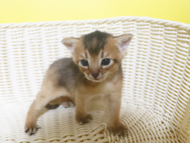 アビシニアンの子猫画像