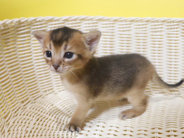 アビシニアンの子猫画像